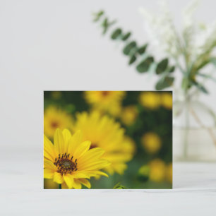 Carte Postale Hélénium de marguerite jaune
