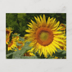 Carte Postale Helianthus annuus