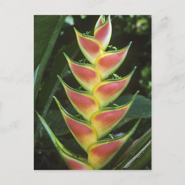 Carte Postale Heliconias, Heliconia walkeriana), La Selva (Devant)
