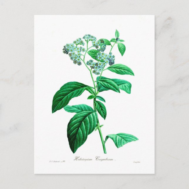 Carte Postale Héliotropium corymbosum (Devant)