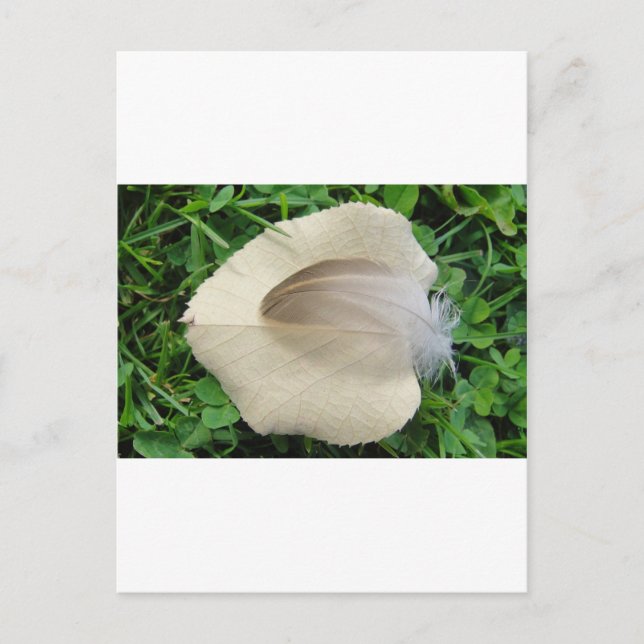 Carte Postale Hellbraune Feder auf hellbeigem Blatt (Devant)