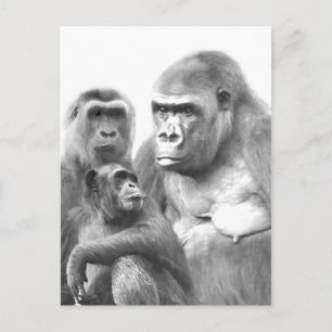 Carte postale Hello_