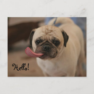 Carte postale Hello Bulldog blanc mignon