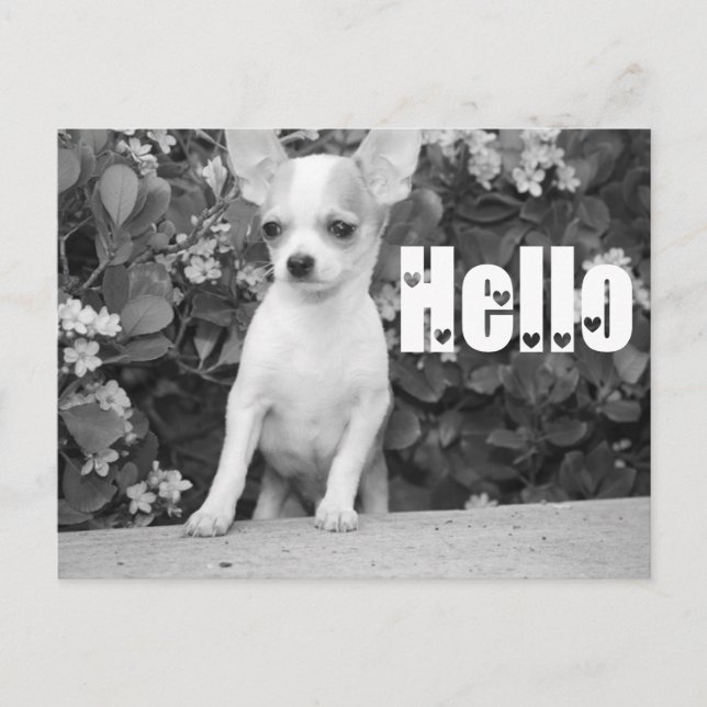 Carte Postale Hello Chihuahua Puppy Dog Post Card (Devant)
