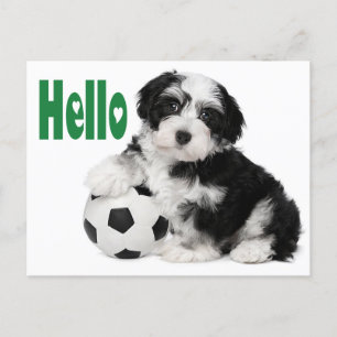 Carte postale Hello Havanese Puppy Doing
