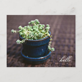 Carte postale Hello Mini Succulents