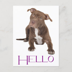 Carte Postale Hello Pit Bull Puppy Dog Blank Postcard
