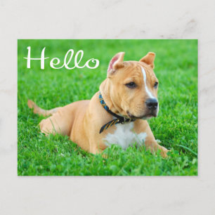 Carte Postale Hello Pit Bull Puppy Dog Blank Postcard