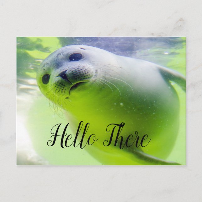 Carte Postale Hello There mignon Seal (Devant)