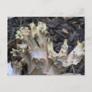 Carte Postale Hells Canyon Idaho Flora Fungi Lichen Mosses