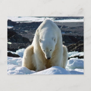 Carte Postale Help, my World is melting!