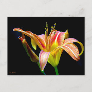 Carte Postale Hemerocallis sauvage lors d'une randonnée matinale