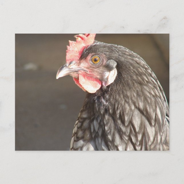 Carte Postale Hen bleu (Devant)