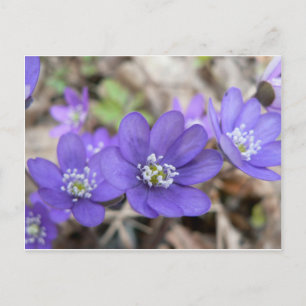Carte postale: Hepatica (feuille de vigne)