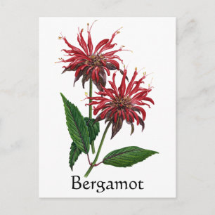 Carte Postale Herb Garden Series - Bergamot