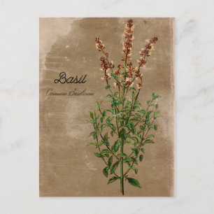 Carte Postale Herbe Basil de style vintage