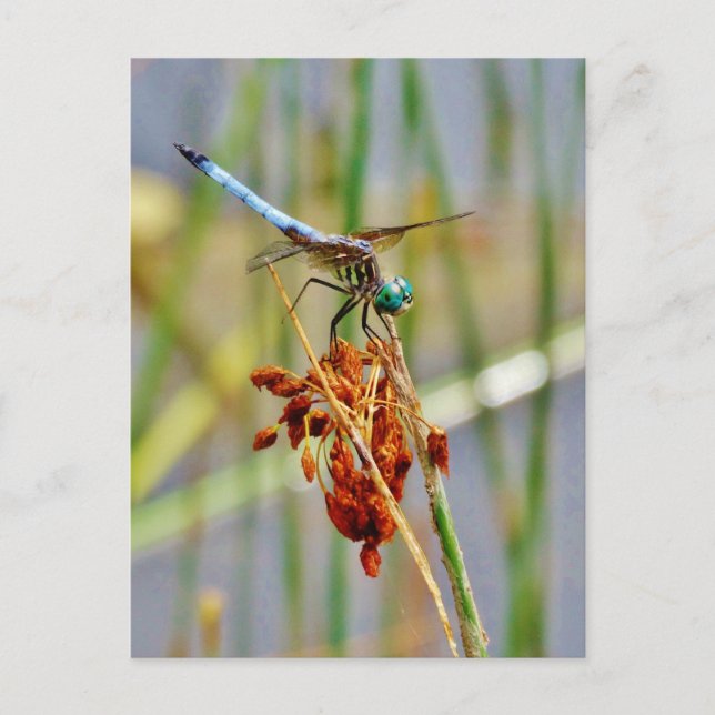 Carte Postale Herbe de carex, et libellule (Devant)
