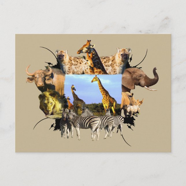 Carte Postale Herbe de girafe - Cadre faunique africaine (Devant)