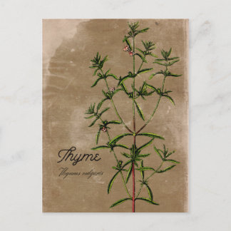 Carte postale Herbe de thym de style vintage