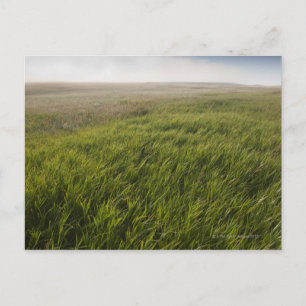 Carte Postale Herbe des Prairies