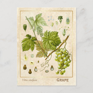 Carte Postale Herbe médicinale vintage Vin Vin Botanique