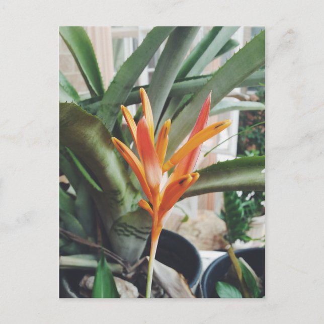 Carte Postale Herbe pérenne Heliconia Beak Heliconia Perrot (Devant)