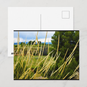 Carte Postale Herbe sauvage de campagne