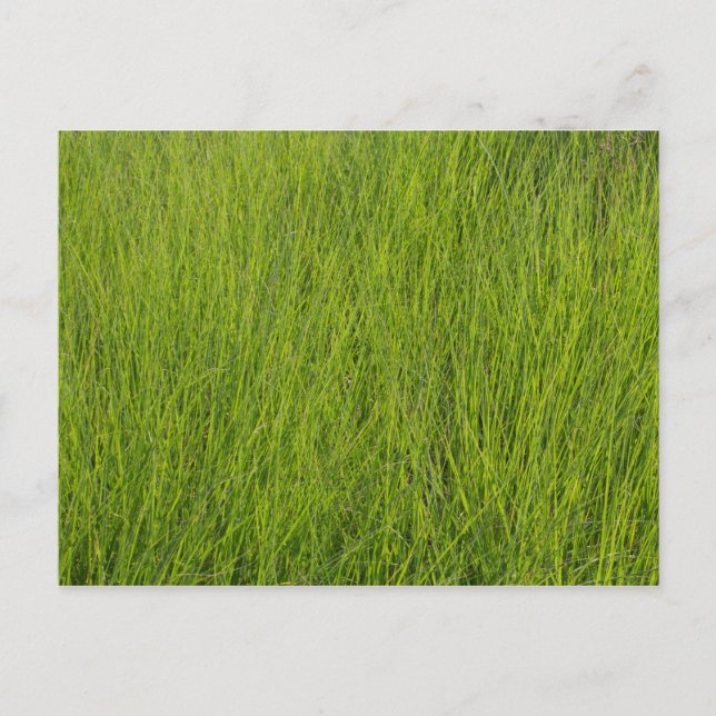 Carte Postale Herbe verte (Devant)