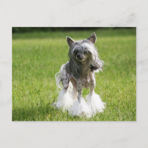 Carte Postale Herbe verte Sheeba