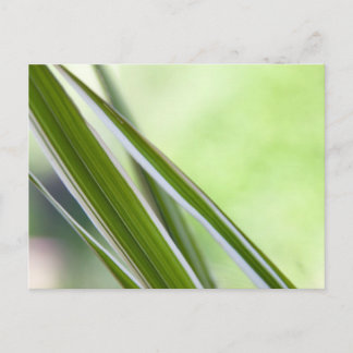 Carte Postale herbes