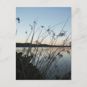 Carte Postale Herbes au lac Sunset
