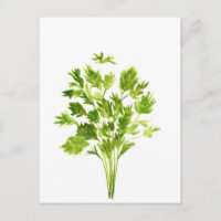 Herbes de persil Aquarelle de persil plante vert