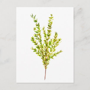 Carte Postale Herbes de thym Herbes botaniques
