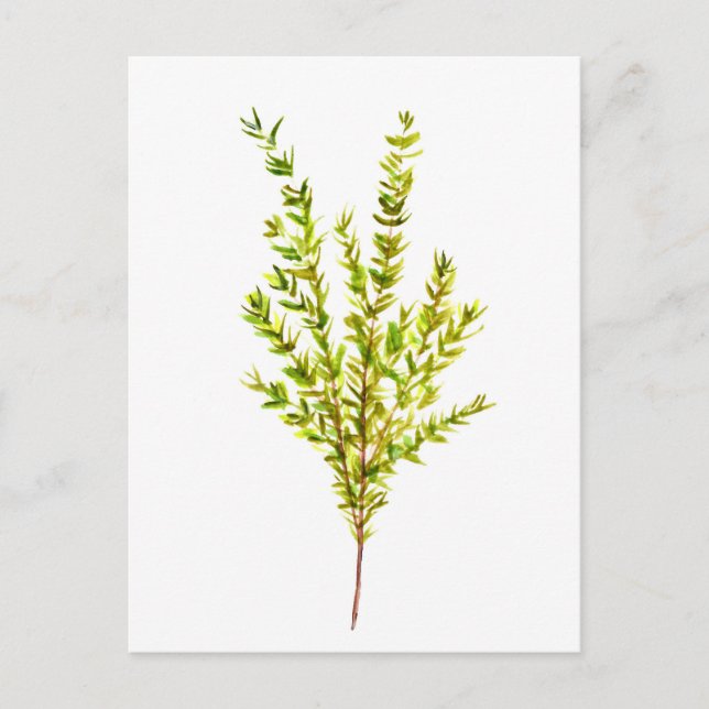Carte Postale Herbes de thym Herbes botaniques (Devant)