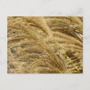 Carte Postale Herbes décoratives en automne