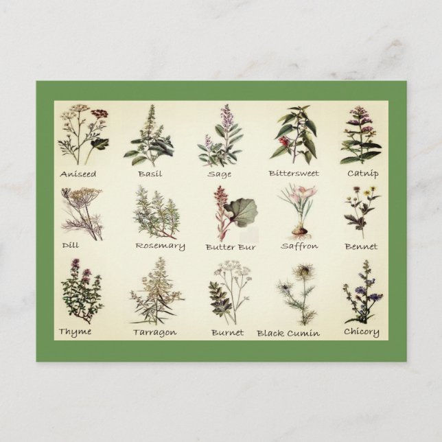Carte Postale Herbes et épices pleine couleur illustrations cart (Devant)