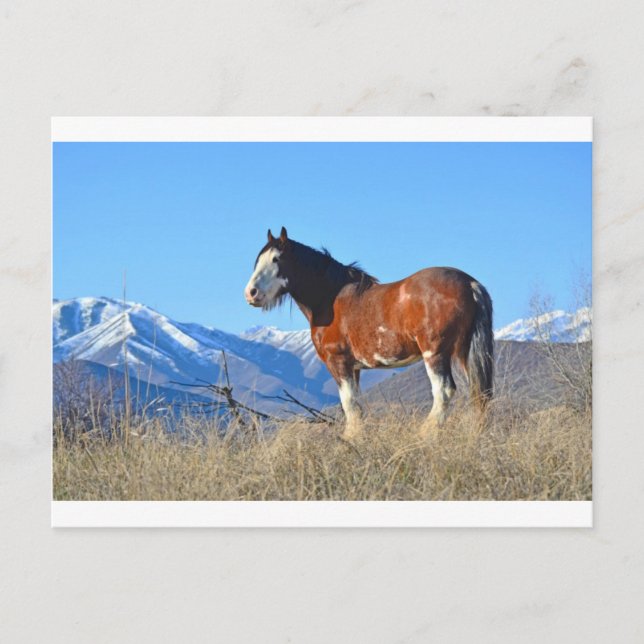 Carte Postale Herbes et montagnes (Devant)
