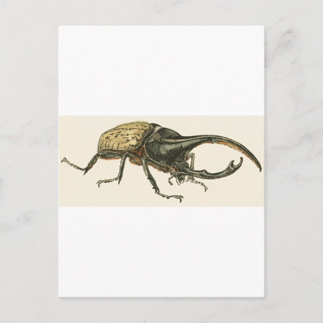 Carte Postale Hercules Beetle (Devant)