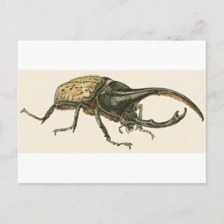 Carte Postale Hercules Beetle