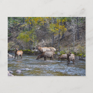 Carte Postale Herd Elk dans le Big Thompson, Colorado