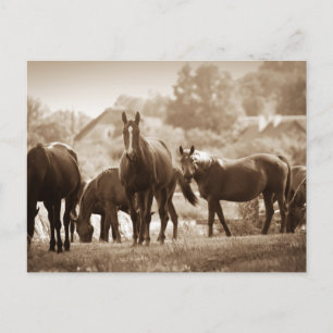Carte Postale Herd of Horses - Sepia Toned Photo