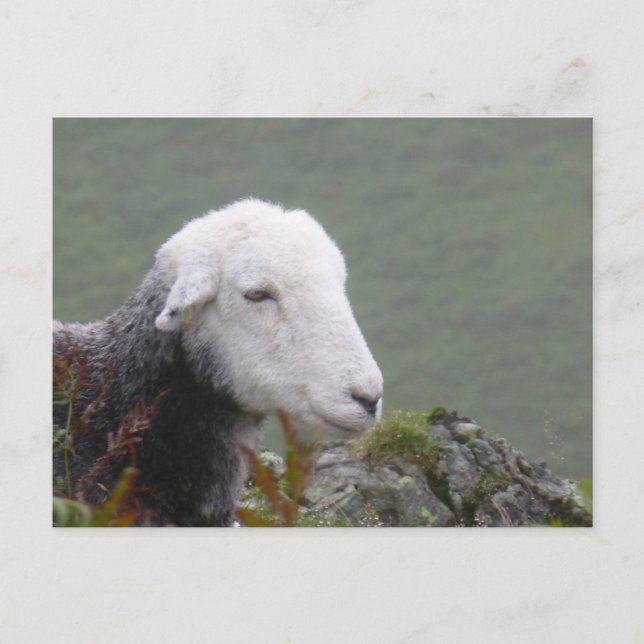 Carte postale Herdwick Sheep (Devant)