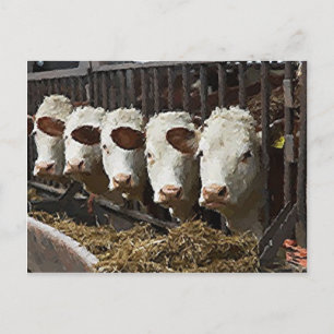 Carte Postale Hereford Cattle