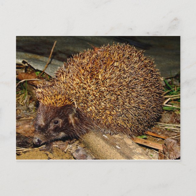 Carte Postale Hérisson (Devant)