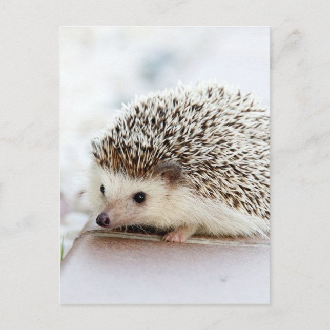 Carte Postale Hérisson (Devant)