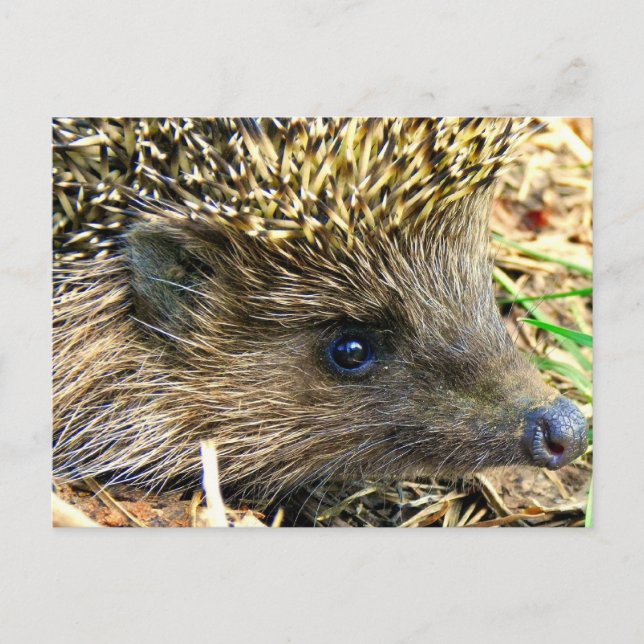 Carte Postale Hérisson (Devant)