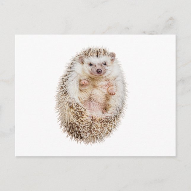 Carte Postale Hérisson (Devant)