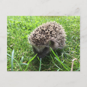 Carte Postale hérisson