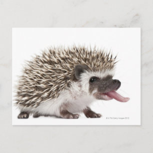Carte Postale Hérisson à quatre pattes - Atelerix albiventris