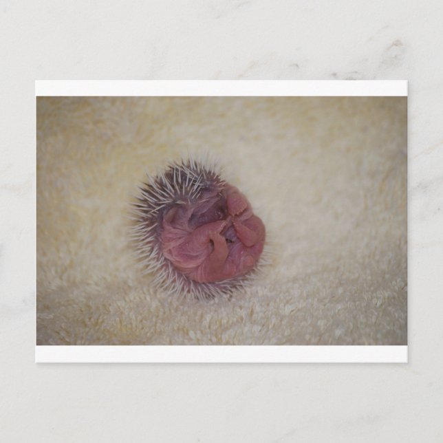 Carte Postale Hérisson bébé (Devant)